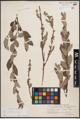 Foto von Salix cinerea L. x Salix repens L.